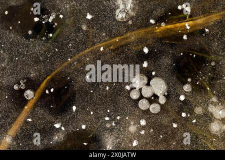 Luftblasen und Grashalme, die auf einer überfluteten Wiese im Eis eingeschlossen sind, Nahaufnahme, Deutschland Stockfoto