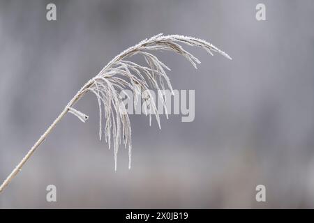 Obststand von Schilf im Winter, Raureif, Deutschland Stockfoto