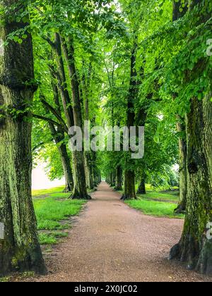 Hirschpark, Allee, Baumallee, Baum, Nienstedten, Dockenhuden, Bezirk, Hamburg, Norddeutschland, Deutschland Stockfoto