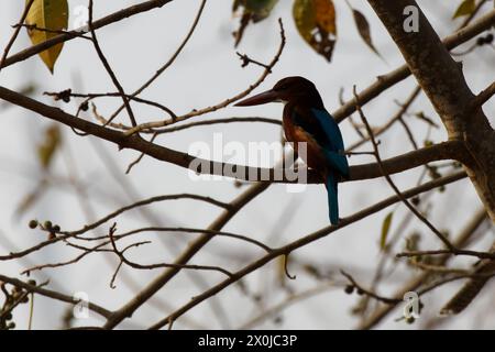 Weißbrust gemeiner eisvogel Stockfoto