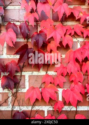 Herbstlaub, Wand, Blatt, Wein, Hamburg, Norddeutschland, Deutschland Stockfoto