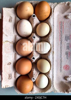 Hühnereier, Größenunterschied, Verpackung, Hamburg, Norddeutschland, Deutschland Stockfoto