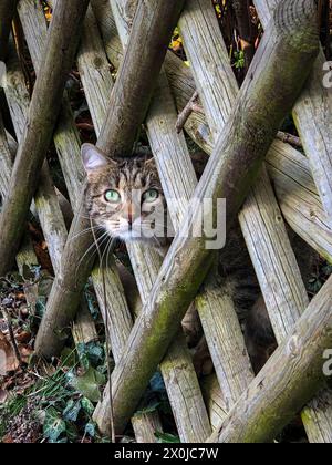 Cat, Fence, View, Hamburg, Norddeutschland, Deutschland Stockfoto