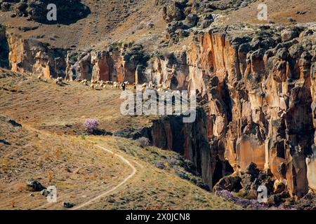 Schafherde mit Hirten auf einem Hügel bei Sonnenuntergang im Ihlara-Tal, einem Canyon, der 15 km lang und bis zu 150 m tief im Südwesten des Turki ist Stockfoto