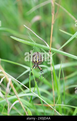 Unter einer Wespenspinne im Gras Stockfoto