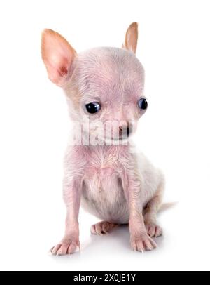 Little Chihuahua vor weißem Hintergrund Stockfoto