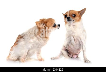 Wenig chihuahuas vor weißem Hintergrund Stockfoto