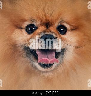 Junge pomeranian vor weißem Hintergrund Stockfoto