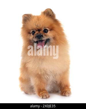 Junge pomeranian vor weißem Hintergrund Stockfoto