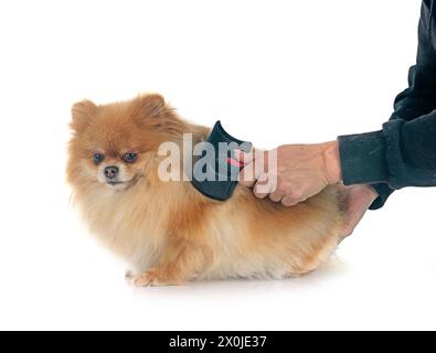 Junge pomeranian vor weißem Hintergrund Stockfoto