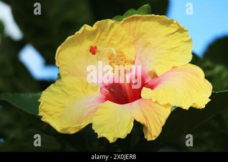 Nahaufnahme des atemberaubenden gelben Hibiskus, der auf Osterinsel, Chile, Südamerika gefunden wurde Stockfoto