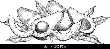 Illustration des Avocado-Vektors. Botanische Zeichnung von Früchten mit Blume, bemalt mit schwarzer Tinte in linearer Form. Gravur von Gemüse mit Blättern. Ätzen von veganen Lebensmitteln für Rezepte und Kochbücher. Stock Vektor