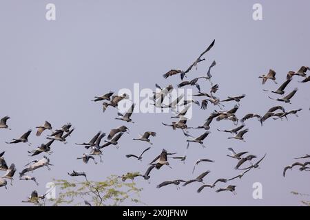 Gemeinde der wandernden Demoiselle Krane in der Nähe des Dorfes Bishnoi, Rajasthan Stockfoto