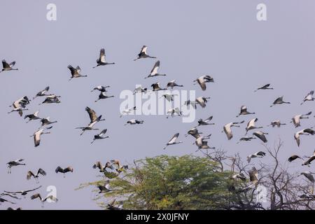 Gemeinde der wandernden Demoiselle Krane in der Nähe des Dorfes Bishnoi, Rajasthan Stockfoto