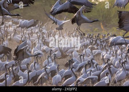 Gemeinde der wandernden Demoiselle Krane in der Nähe des Dorfes Bishnoi, Rajasthan Stockfoto