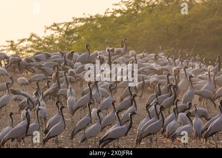 Gemeinde der wandernden Demoiselle Krane in der Nähe des Dorfes Bishnoi, Rajasthan Stockfoto