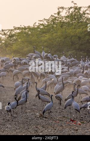 Gemeinde der wandernden Demoiselle Krane in der Nähe des Dorfes Bishnoi, Rajasthan Stockfoto