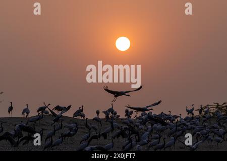 Gemeinde der wandernden Demoiselle Krane in der Nähe des Dorfes Bishnoi, Rajasthan Stockfoto