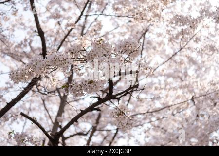 Nahaufnahme von Pot Kot oder Cherry Blossom im Frühjahr mit Soft Focus in Seoul, Südkorea Stockfoto