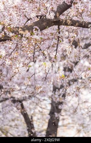 Kirschblüten im Frühling mit Soft Focus beim Yeongdeungpo Yeouido Spring Flower Festival in Seoul, Südkorea Stockfoto