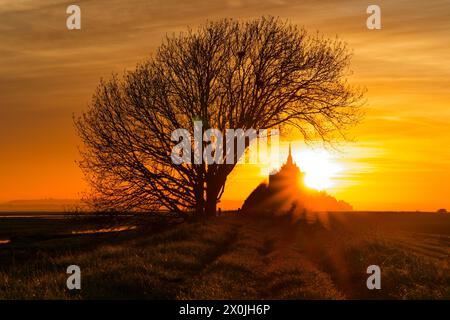 Frankreich. April 2024. © PHOTOPQR/OUEST FRANCE/Jean-Michel Niester ; ; 12/04/2024 ; Le soleil se lève dans l'align de » l'arbre penché «, un arbre remarquable situé en baie du Mont-Saint-Michel. 12. April 2024 die Sonne geht auf und richtet sich nach dem „Leaning Tree“, einem bemerkenswerten Baum in der Bucht von Mont-Saint-Michel, Normandie, Frankreich Credit: MAXPPP/Alamy Live News Stockfoto