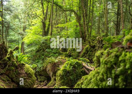 Forest of Dean, Gloucestershire, England, Großbritannien, Europa Stockfoto