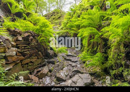 Farne im Snowdonia-Nationalpark, Wales, Großbritannien, Europa Stockfoto