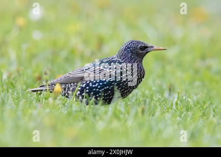 Wunderschöner Starling auf grünem Rasen im Park, Bild in der Paarungszeit, wenn ihre Farben wunderbar sind (Sturnus vulgaris) Stockfoto