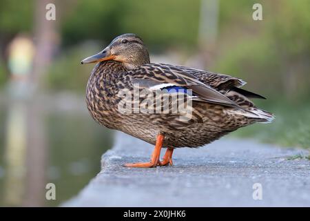 Bunte Stockenten in der Nähe des Ententeichs in einem Stadtpark (Anas platyrhynchos) Stockfoto