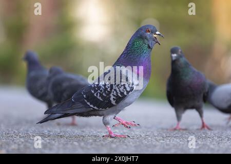 Hungrige Taube isst Nahrung von Touristen im Park (Columba Livia) Stockfoto