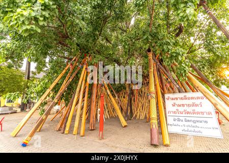 Holzstützen auf einem Bodhi-Baum im buddhistischen Tempel Wat Phra That Si in Chom Thong, Thailand, Asien Stockfoto