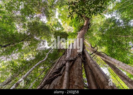 Der alte Dschungelriese Makayuk - der alte Baum im Dschungel der Insel Ko Kut oder Koh Kood im Golf von Thailand, Asien Stockfoto