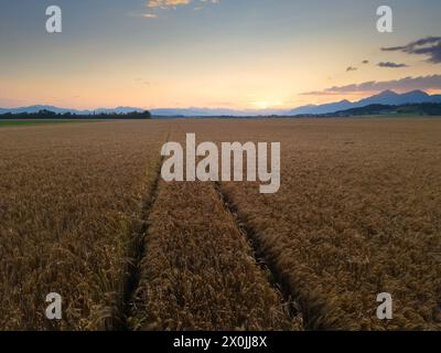 Goldenes Weizenfeld bei Sonnenuntergang, landwirtschaftliches Panorama in der Sommersaison, Luftaufnahme. Begriffe der landwirtschaftlichen Erzeugung und der Natur. Stockfoto