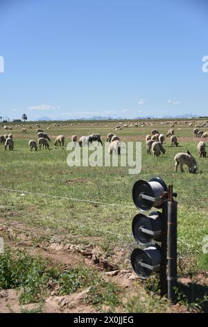 Pinal County Arizona USA. 3/16/2024. Im Pinal County in Arizona leben rund 13.000 Schafe. Stockfoto