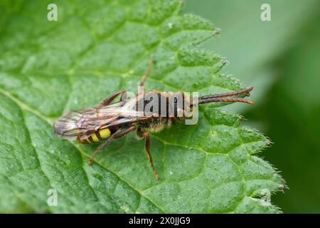 Nahaufnahme einer europäischen Nomadenkleptopoarasittiche, Nomada-Spezies, die auf einem Blatt ruht Stockfoto