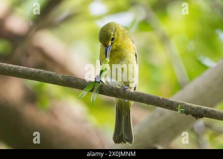 Gewöhnliche Iora, Aegithina tiphia, alleinerwachsenes Weibchen, das auf einem Zweig sitzt und ein Insekt isst, Denpasar, Bali, Indonesien Stockfoto