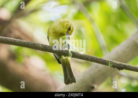 Gewöhnliche Iora, Aegithina tiphia, alleinerwachsenes Weibchen, das auf einem Zweig sitzt und ein Insekt isst, Denpasar, Bali, Indonesien Stockfoto