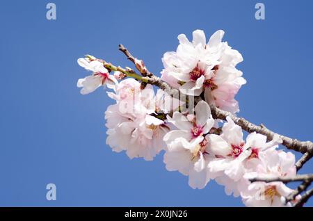 Mandelblüte im Frühling mit blauem Himmel im Hintergrund Stockfoto