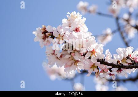 Mandelblüte im Frühling mit blauem Himmel im Hintergrund Stockfoto