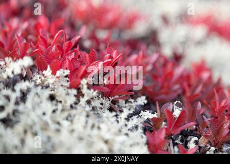 Verschiedene Tundra-Pflanzen im Herbst in Nahaufnahme Stockfoto