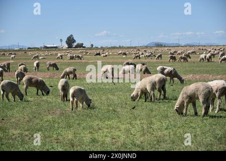 Pinal County Arizona USA. 3/16/2024. Im Pinal County in Arizona leben rund 13.000 Schafe. Stockfoto