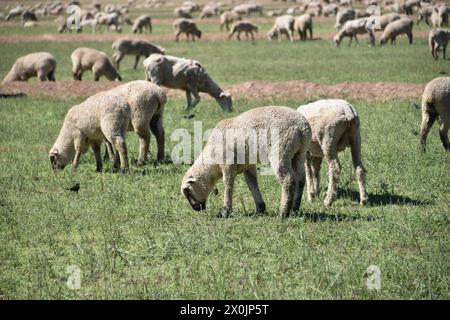 Pinal County Arizona USA. 3/16/2024. Im Pinal County in Arizona leben rund 13.000 Schafe. Stockfoto