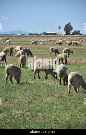 Pinal County Arizona USA. 3/16/2024. Im Pinal County in Arizona leben rund 13.000 Schafe. Stockfoto