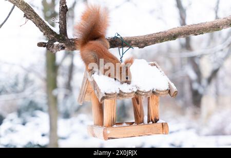 Kurioses, entzückendes Eichhörnchen mit orangefarbenem Pelz auf einem Baumzweig im Stadtpark während der Wintersaison Stockfoto