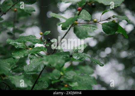 Spaziergang im August mit Nebel im Teutoburger Wald (Peter auf’m Berge) Stockfoto