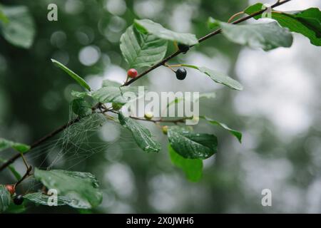 Spaziergang im August mit Nebel im Teutoburger Wald (Peter auf’m Berge) Stockfoto