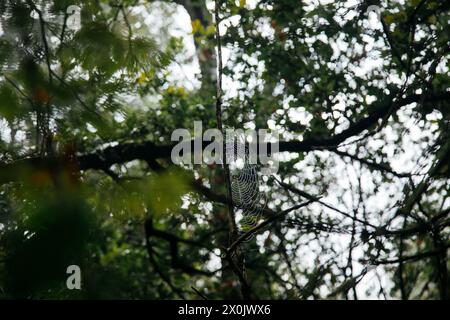 Spaziergang im August mit Nebel im Teutoburger Wald (Peter auf’m Berge) Stockfoto