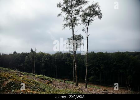 Spaziergang im August mit Nebel im Teutoburger Wald (Peter auf’m Berge) Stockfoto