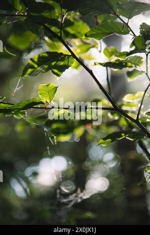 Spaziergang im August mit Nebel im Teutoburger Wald (Peter auf’m Berge) Stockfoto