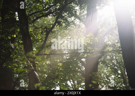 Spaziergang im August mit Nebel im Teutoburger Wald (Peter auf’m Berge) Stockfoto